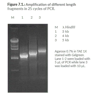 Horse-Power™ Taq DNA Polymerase
